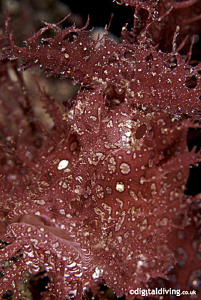 "Red Lace" - Lacy Scorpoinfish in Lembeh by David Henshaw 